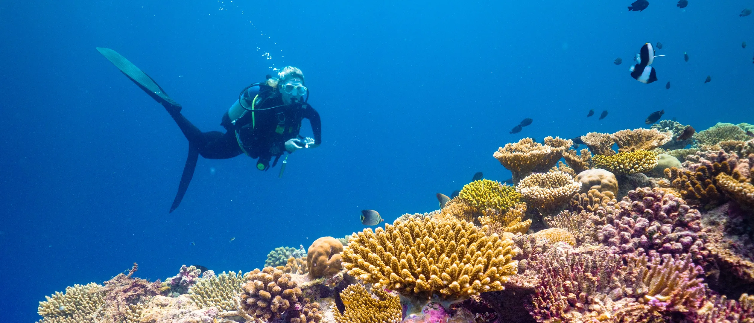 diving-experience-baglioni-maldives-luxury-all-inclusive.webp